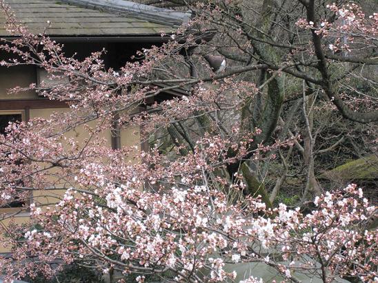 2010年３月３０日　かねよの桜実況中継_c0078659_1723522.jpg