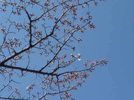 春はどこまで?_b0093660_2314093.jpg