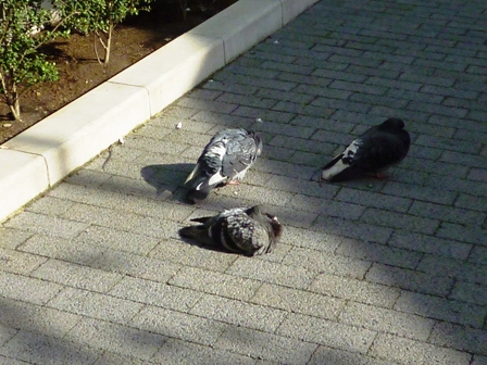 春はどこまで?_b0093660_2322826.jpg