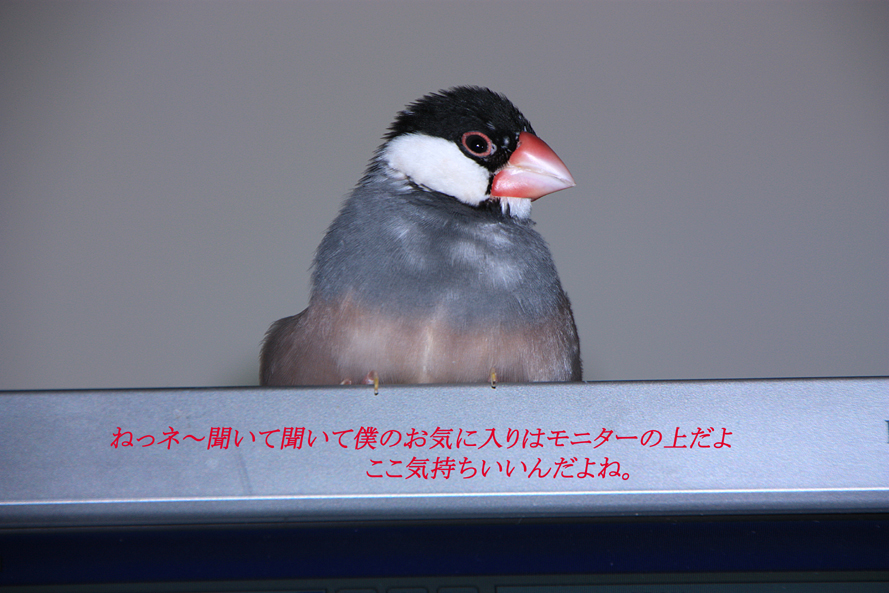 我が家の文鳥_f0215767_23243259.jpg