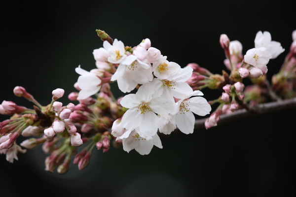 桜と木蓮_b0188569_20183046.jpg