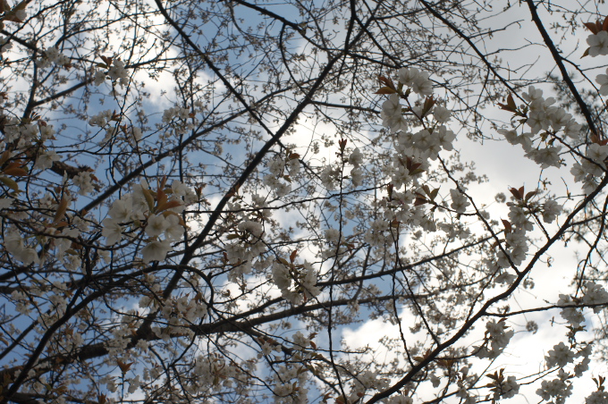 桜と「スウィートライトピンク」_c0168669_17252380.jpg