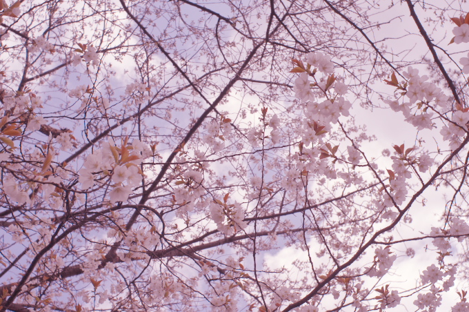 桜と「スウィートライトピンク」_c0168669_17562933.jpg