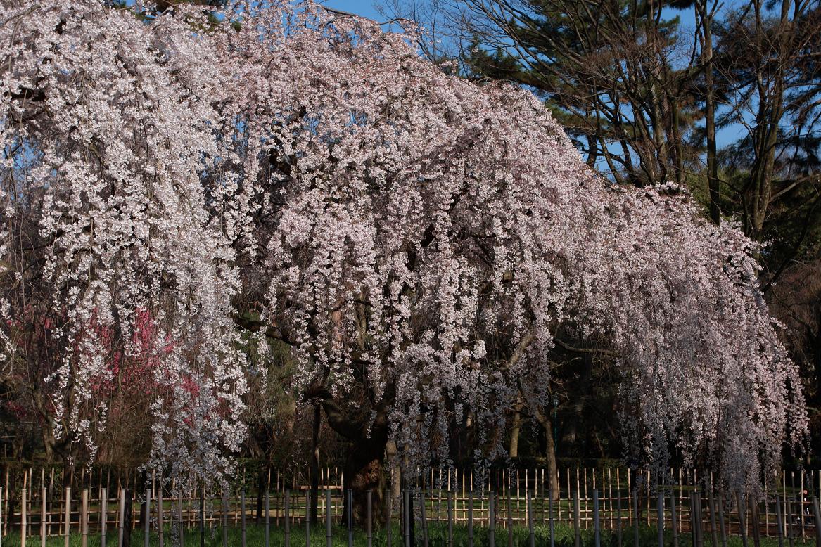 京都御苑　糸桜_c0153672_2383828.jpg