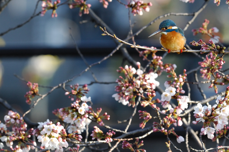 五条川の桜カワセミ・・_f0061172_11214434.jpg