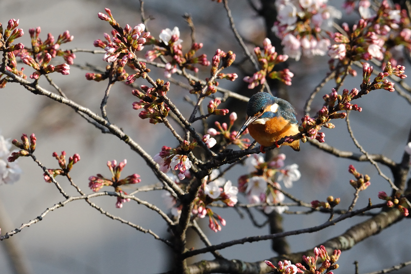 五条川の桜カワセミ・・_f0061172_11221469.jpg