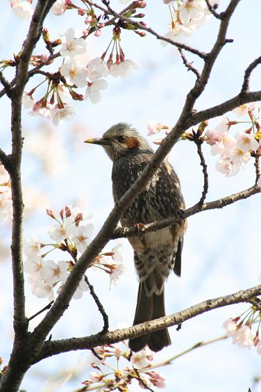 桜と小鳥と春の道_d0080673_23242353.jpg