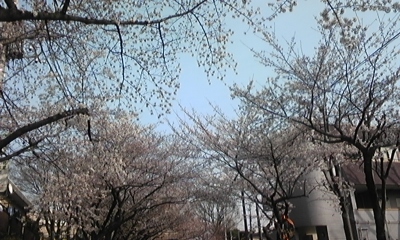 桜と月_c0061774_1995783.jpg