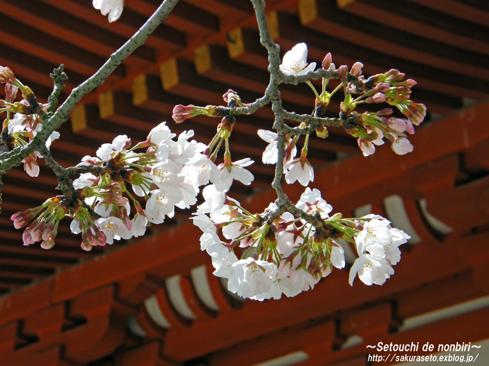 昨日の西国寺_c0120976_1124252.jpg