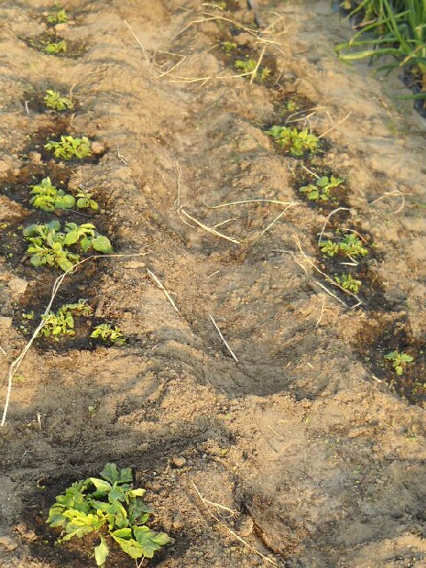 ジャガイモ霜よけの効果とトウモロコシの植え付け ブルーベリーの育て方 栽培 ブルーベリー ノート Blueberrynote
