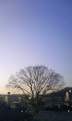 #sunny #zelkova #keyaki in #ichinoseki #iwate #japan #ohayo #goodmorning_a0005484_621489.jpg