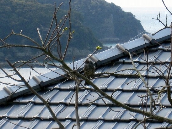 b0182884_1327189.jpg
