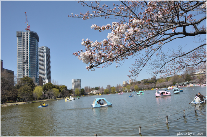 桜 2010　不忍池_c0159184_22385437.jpg