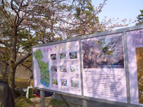 さくら夙川道~2♪_d0078486_8314665.jpg