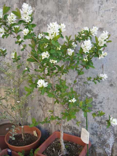 利休梅の花 すぎまるの今日も好日