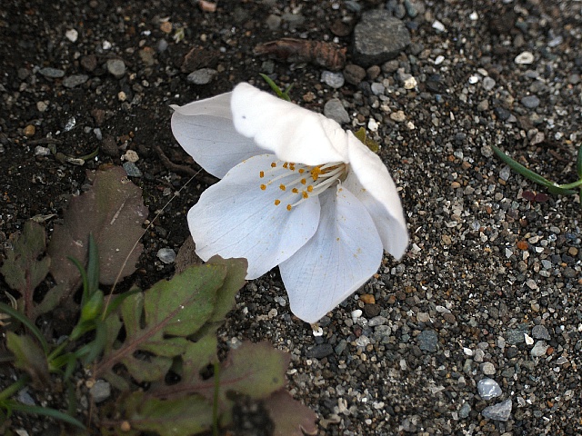 開花した桜を虐める冷たい風_b0082895_10401195.jpg