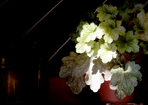 d0100095_9585671.jpg