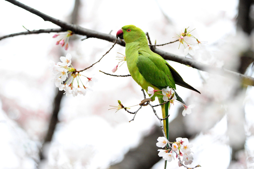 インコちゃんも　春ウ・ラ・ラ♪_b0175397_18292055.jpg