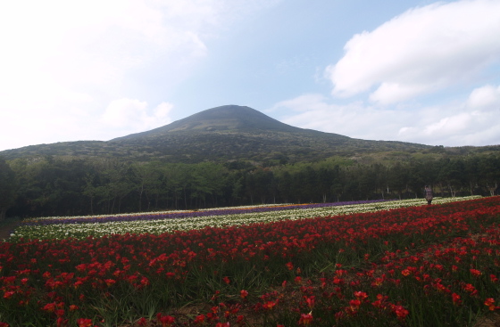 八丈島フリージア祭り開催中_e0089001_22301352.jpg