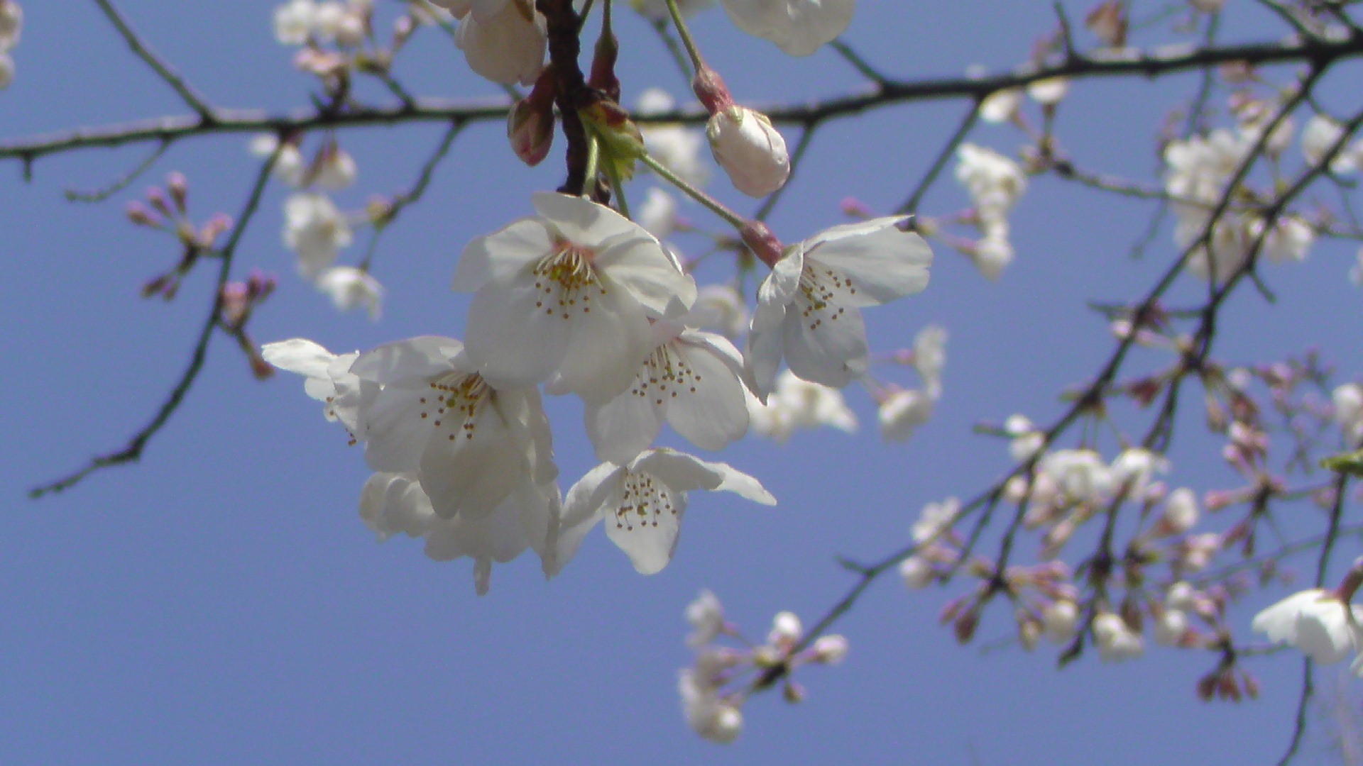 sakura 2010。_f0052603_22553684.jpg