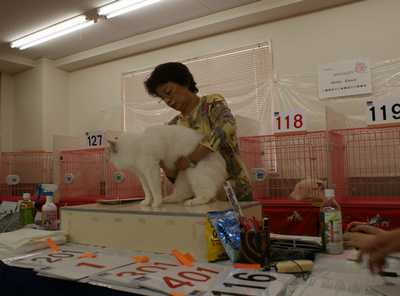 AJC CAT SHOW~RAGDOLL HOPE君_e0033609_071796.jpg