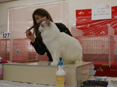 AJC CAT SHOW~RAGDOLL HOPE君_e0033609_073664.jpg