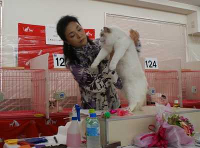 AJC CAT SHOW~RAGDOLL HOPE君_e0033609_08564.jpg