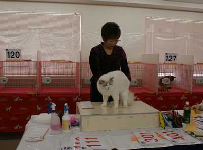 AJC CAT SHOW~RAGDOLL HOPE君_e0033609_08957.jpg