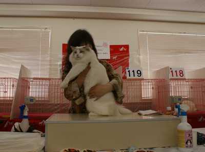 AJC CAT SHOW~RAGDOLL HOPE君_e0033609_094428.jpg