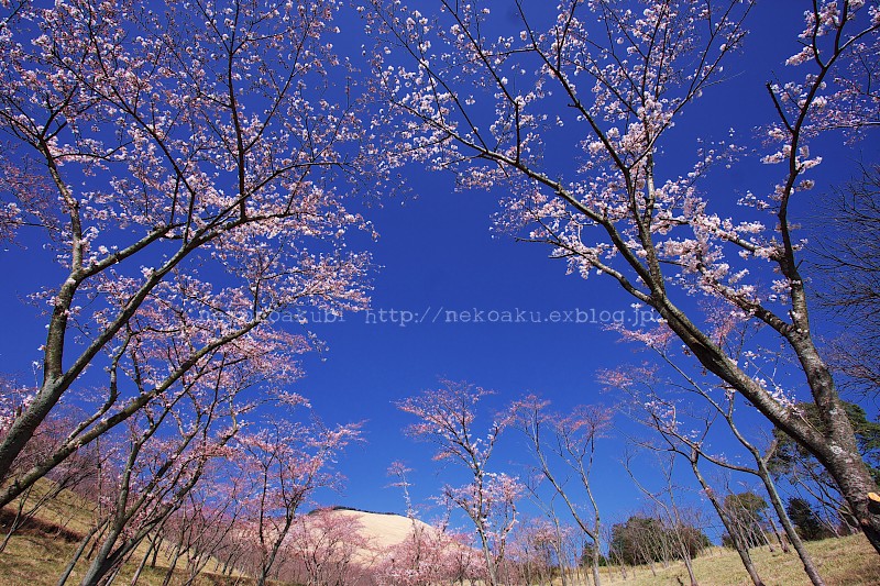 別府　扇山桜の園_b0003512_13283219.jpg