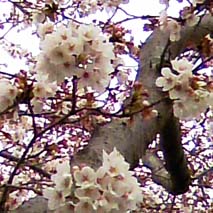 桜_a0166313_15525290.jpg