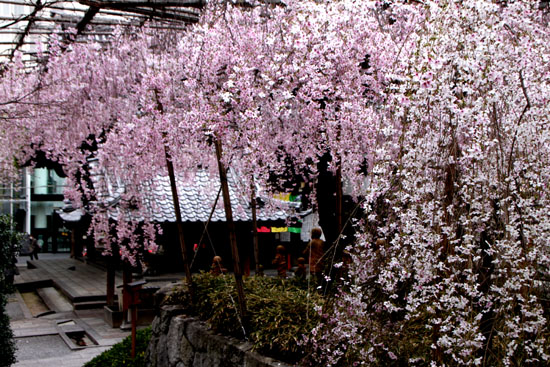 六角堂頂法寺_e0048413_2146321.jpg