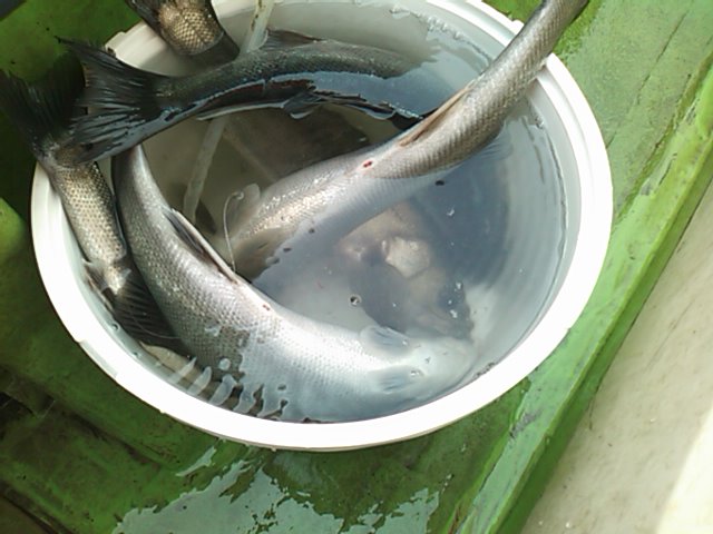 f0181317_933280.jpg