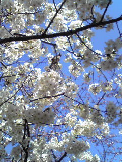 桜が咲いたね♪_d0085018_14434498.jpg
