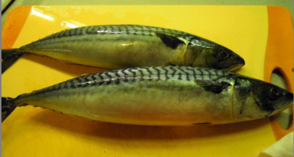 mackerel  鯖_c0193723_1037291.jpg