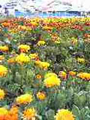 c0109726_20314214.jpg