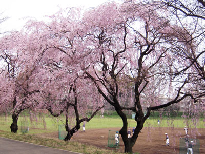 駒場桜パトロール。東大編。_a0026127_18263582.jpg