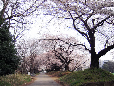 駒場桜パトロール。東大編。_a0026127_1827616.jpg