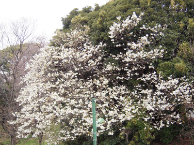 駒場桜パトロール。東大編。_a0026127_1830441.jpg