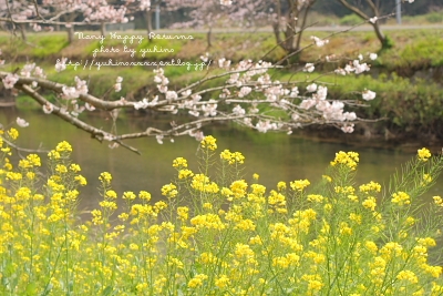 ソメイヨシノ2010　西伊豆・松崎町_b0132228_2140671.jpg