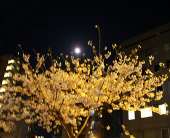 遅れました〜夜桜UP!_f0165332_1057543.jpg