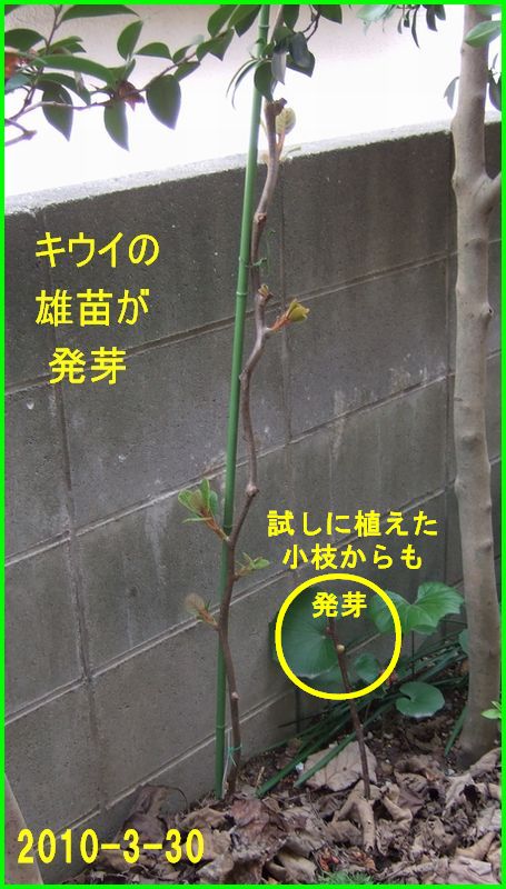 c0004734_381456.jpg
