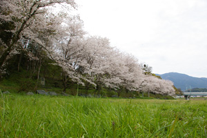 ＊かぼちゃのさなぎのかぼちゃ_a0030038_14212056.jpg