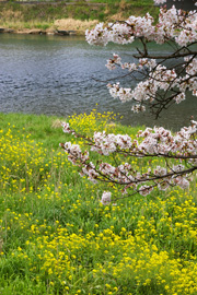 ＊かぼちゃのさなぎのかぼちゃ_a0030038_14221822.jpg
