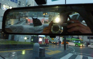 雨ドライブ猫 ろった編。_a0143140_238102.jpg