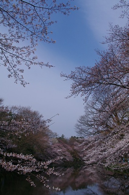 井の頭公園・サクラ・モノクローム_a0009142_2151472.jpg