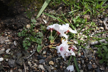 c0074553_8451978.jpg