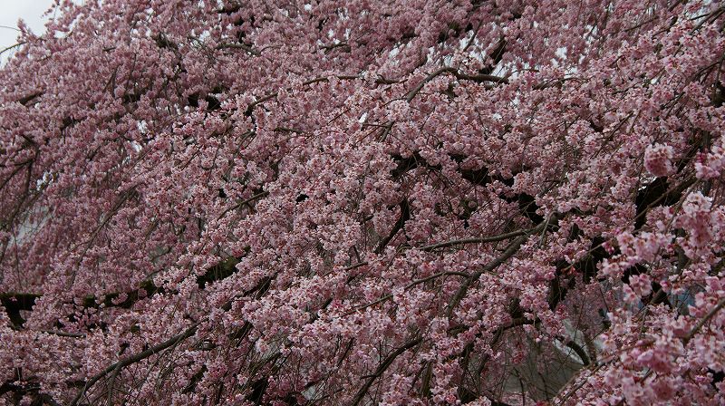 都路の桜便り２０１０ （伏見 醍醐寺 霊宝館の枝垂桜 ） (2010年03月31日)_c0119555_20592168.jpg