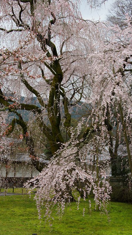 都路の桜便り２０１０ （伏見 醍醐寺 霊宝館の枝垂桜 ） (2010年03月31日)_c0119555_20595970.jpg