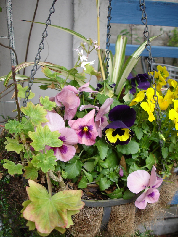 3月　春の植物　オダマキ他_e0044855_20543569.jpg